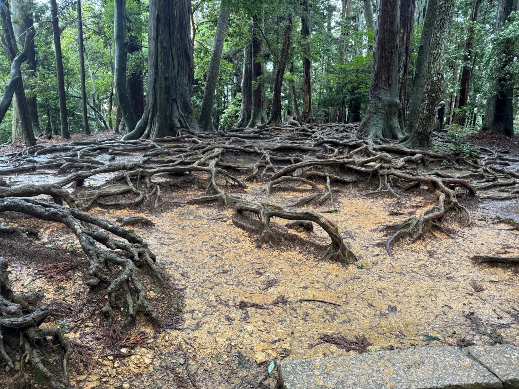 Ancient exposed cedar roots on Mount Kurama